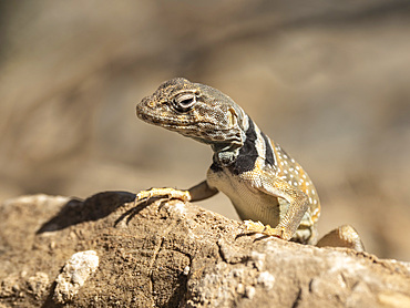 Desert collared lizard (Crotaphytus bicinctores), Mosaic Canyon Trail, Death Valley National Park, California, United States of America, North America