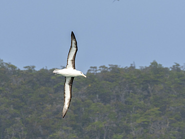 Adult black-browed albatross (Thalassarche melanophris), in flight in Lapataya Bay, Tierra del Fuego, Argentina, South America