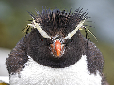 Adult southern rockhopper penguin (Eudyptes chrysocome), head detail, in Franklin Bay, Isla Estado, Argentina, South America