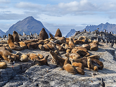 A colony of South American sea lions (Otaria flavescens), on small islets in Lapataya Bay, Tierra del Fuego, Argentina, South America