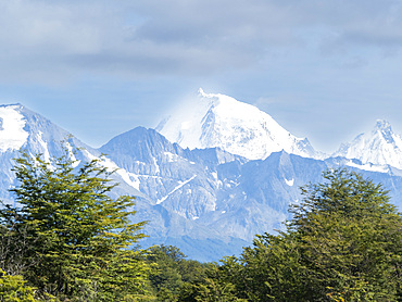 View of the Andes Mountains and Notofagus forest in Lapataya Bay, Tierra del Fuego, Argentina, South America