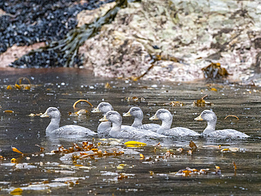 Adult flying steamer ducks (Tachyeres patachonicus), swimming in Lapataya Bay, Tierra del Fuego, Argentina, South America