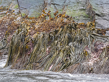 View of kelp called medusas fingers along the shoreline in Franklin Bay, Isla Estado (Isla De Los Estados), Argentina, South America