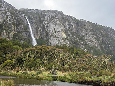 A waterfall cascading from the mountains amongst Nothofagus beech trees in Karukinka Natural Park, Chile, South America