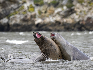 A pair of juvenile male southern elephant seals (Mirounga leonina), mock-fighting in Karukinka Natural Park, Chile, South America