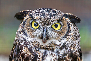 Adult captive great horned owl, Bubo virginianus, Alaska Raptor Center in Sitka, Southeast Alaska, USA.