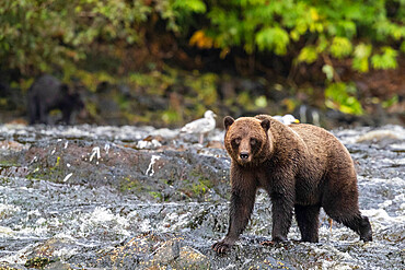 Adult brown bear, Ursus arctos, along pink salmon stream on Chichagof Island, Alaska, USA.