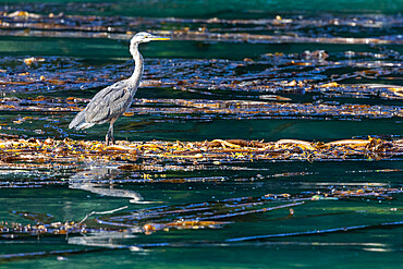 Adult great blue heron, Ardea herodias, taking flight in the Inian Islands in southeast Alaska, USA.