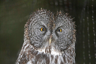 The Raptor Rehabilitation Center in Sitka Alaska, USA. Copyright 2017 Michael S. Nolan All rights worldwide.