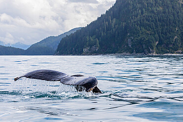 Adult humpback whale, Megaptera novaeangliae, flukes-up dive in the Inian Islands, Southeast Alaska, USA.