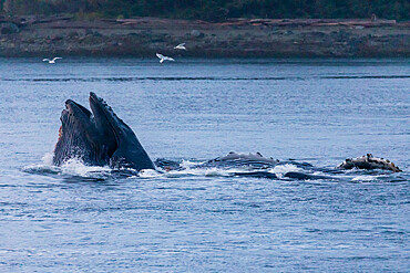 Adult humpback whales, Megaptera novaeangliae, surface lunge-feeding in the Inian Islands, Southeast Alaska, USA.