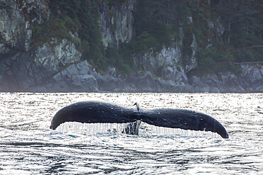 Adult humpback whale, Megaptera novaeangliae, flukes-up dive in the Inian Islands, Southeast Alaska, USA.