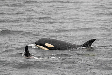 Adult female killer whale, Orcinus orca, surfacing in Behm Canal, Southeast Alaska, United States of America.