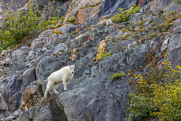 Adult mountain goat, Oreamnos americanus, at South Sawyer Glacier in Tracy Arm, Southeast Alaska, USA.