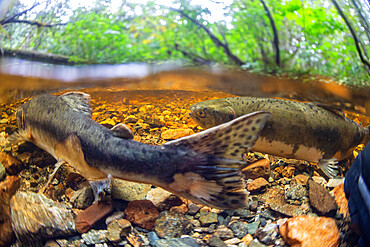 Adult pink salmon, Oncorhynchus gorbuscha, spawning in Fox Creek, Chichagof Island,, Southeast Alaska, USA.