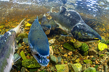 Adult pink salmon, Oncorhynchus gorbuscha, spawning in Fox Creek, Chichagof Island,, Southeast Alaska, USA.