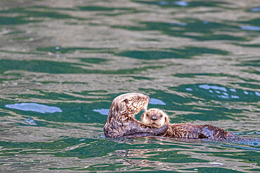 Mother and pup sea otters, Enhydra lutris, rafting in the kelp in the Inian Islands, Southeast Alaska, USA.