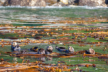 A group of sea otters, Enhydra lutris, rafting in the kelp in the Inian Islands, Southeast Alaska, USA.