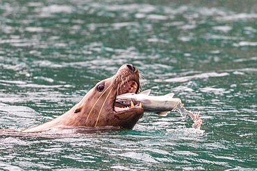 Adult male Steller sea lion, Eumetopias jubatus, chunking a salmon in the Inian Islands in southeast Alaska, USA.