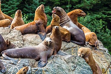 Steller sea lions, Eumetopias jubatus, hauled out on the rocks in the Inian Islands in southeast Alaska, USA.