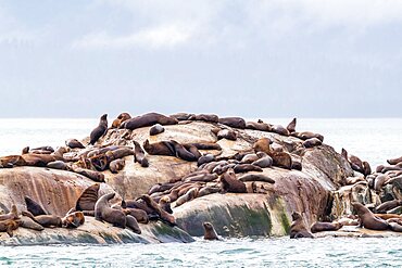 Steller sea lions, Eumetopias jubatus, hauled out on the flood tide, South Marble Island, Glacier Bay National Park.