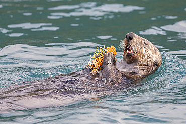 Adult sea otter, Enhydra lutris, feeding on a basket star in the Inian Islands, Southeast Alaska, USA.