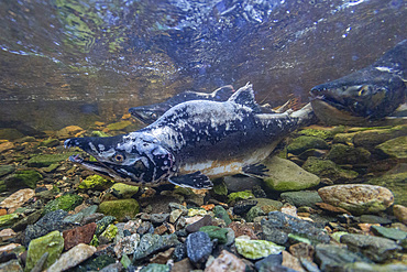 Adult pink salmon, Oncorhynchus gorbuscha, spawning in Fox Creek, Chichagof Island,, Southeast Alaska, USA.