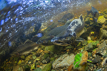 Adult pink salmon, Oncorhynchus gorbuscha, spawning in Fox Creek, Chichagof Island,, Southeast Alaska, USA.