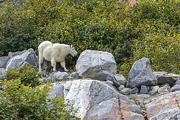 Adult mountain goat, Oreamnos americanus, at South Sawyer Glacier in Tracy Arm, Southeast Alaska, USA.