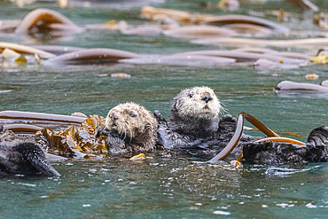 Mother and pup sea otter, Enhydra lutris, rafting in the kelp in the Inian Islands, Southeast Alaska, USA.