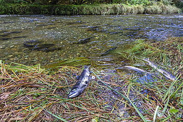 Adult pink salmon, Oncorhynchus gorbuscha, spawning in Fox Creek, Chichagof Island,, Southeast Alaska, USA.