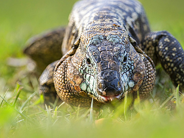 An adult Argentine black and white tegu, Salvator merianae, Iguazú Falls, Misiones Province, Argentina.