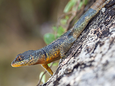 An adult western collared spiny lizard, Tropidurus catalanensis, Iguazú Falls, Misiones Province, Argentina.