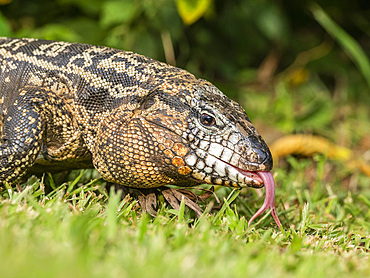 An adult Argentine black and white tegu, Salvator merianae, Iguazú Falls, Misiones Province, Argentina.