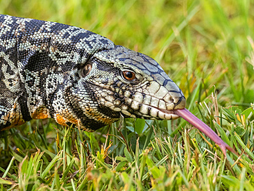 An adult Argentine black and white tegu, Salvator merianae, Iguazú Falls, Misiones Province, Argentina.