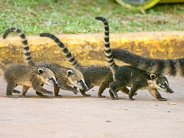 Young South American coatis, Nasua nasua, following mom at Iguazú Falls, Misiones Province, Argentina.