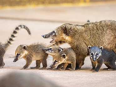 Young South American coatis, Nasua nasua, following mom at Iguazú Falls, Misiones Province, Argentina.