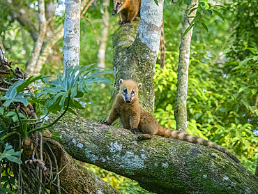 Young South American coati, Nasua nasua, climbing in a tree at Iguazú Falls, Misiones Province, Argentina.