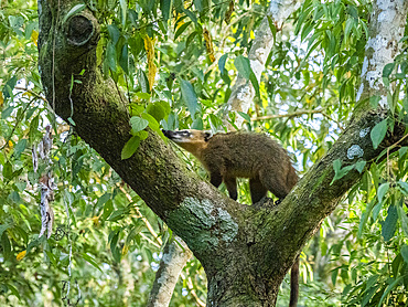 Adult South American coati, Nasua nasua, climbing in a tree at Iguazú Falls, Misiones Province, Argentina.