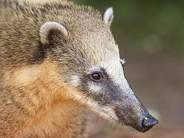 Adult female South American coati, Nasua nasua, Iguazú Falls, Misiones Province, Argentina.