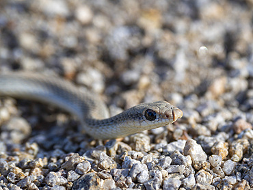 An adult western patch-nosed snake, Salvadora hexalepis, in Joshua Tree National Park, California, USA.