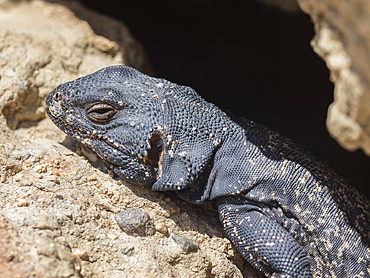 Common chuckwalla, Sauromalus ater, basking in the sun in Red Rock Canyon State Park, California, USA.