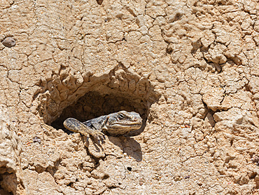 Common chuckwalla, Sauromalus ater, basking in the sun in Red Rock Canyon State Park, California, USA.