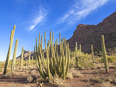 Organ pipe cactus (Stenocereus thurberi), Organ Pipe Cactus National Monument, Sonoran Desert, Arizona, United States of America, North America