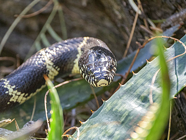 Adult California kingsnake (Lampropeltis californiae), Thong Chul, Tucson, Arizona, United States of America, North America