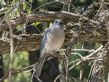 A Mexican jay (Aphelocoma wollweberi), in a tree in the Chiricahua National Monument, Arizona, Arizona, United States of America, North America