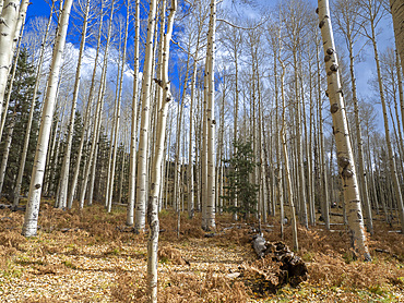 A grove of trembling aspens (Populus tremuloides), in fall coloration near Snowbowl, Flagstaff, Arizona, United States of America, North America