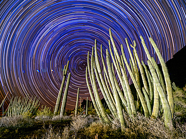 Organ pipe cactus (Stenocereus thurberi), at night in Organ Pipe Cactus National Monument, Sonoran Desert, Arizona, United States of America, North America