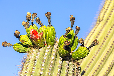 Fruiting saguaro cactus (Carnegiea gigantea), in bloom in June, Sweetwater Preserve, Tucson, Arizona, United States of America, North America