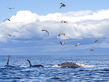 A pod of transient killer whales (Orcinus orca), feeding on a gray whale calf carcass in Monterey Bay Marine Sanctuary, California, United States of America, North America